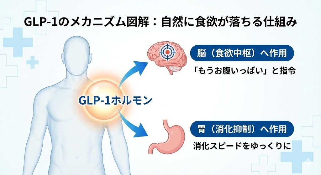 GLP-1ホルモンが脳の食欲中枢と胃に作用し、食欲を抑え消化をゆっくりにする仕組みを示した図解