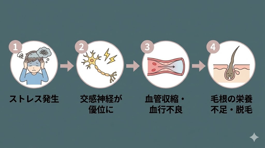 ストレスによる抜け毛の仕組みを示した図。ストレス発生→交感神経優位→血管収縮・血行不良→毛根の栄養不足による脱毛の流れを解説。