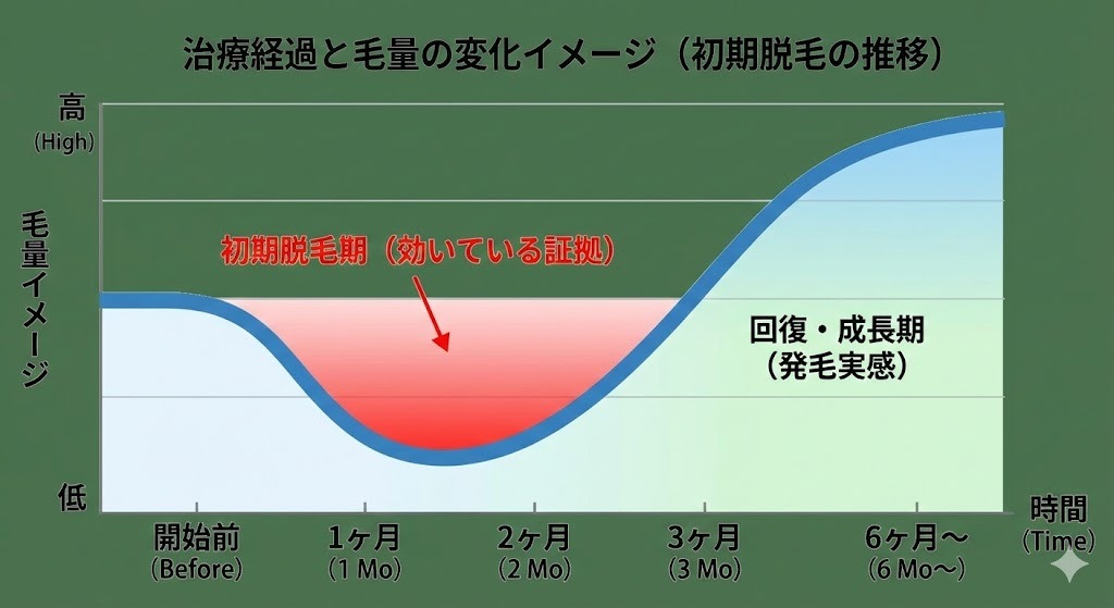 AGA治療開始から6ヶ月以降までの毛量の変化を表すグラフ。開始から1ヶ月〜2ヶ月目にかけて、薬が効いている証拠である「初期脱毛期」により一時的に毛量が低下しますが、3ヶ月目から回復・成長期に入り、6ヶ月目以降に発毛を実感する経過イメージを示しています。