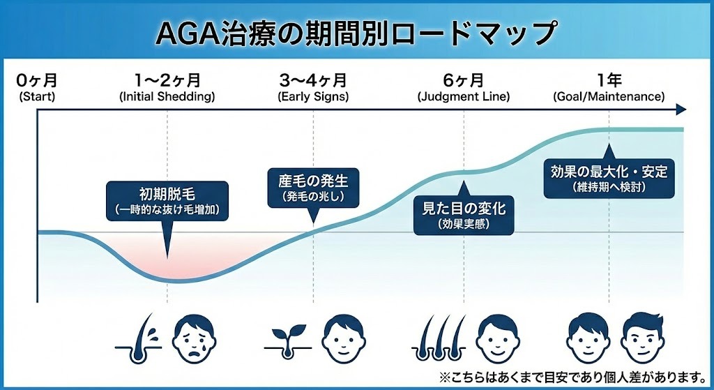 AGA治療開始から1年後までの効果実感ロードマップ。1〜2ヶ月目の初期脱毛（一時的な抜け毛増加）、3〜4ヶ月目の産毛の発生、6ヶ月目の見た目の変化（効果実感）、1年後の効果の最大化・安定（維持期への検討）という経過をグラフで解説。
