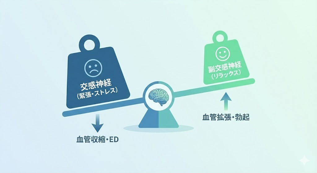 交感神経が優位になると血管が収縮してEDにつながり、副交感神経が優位になると血管が拡張して勃起が起こる仕組みを示した図