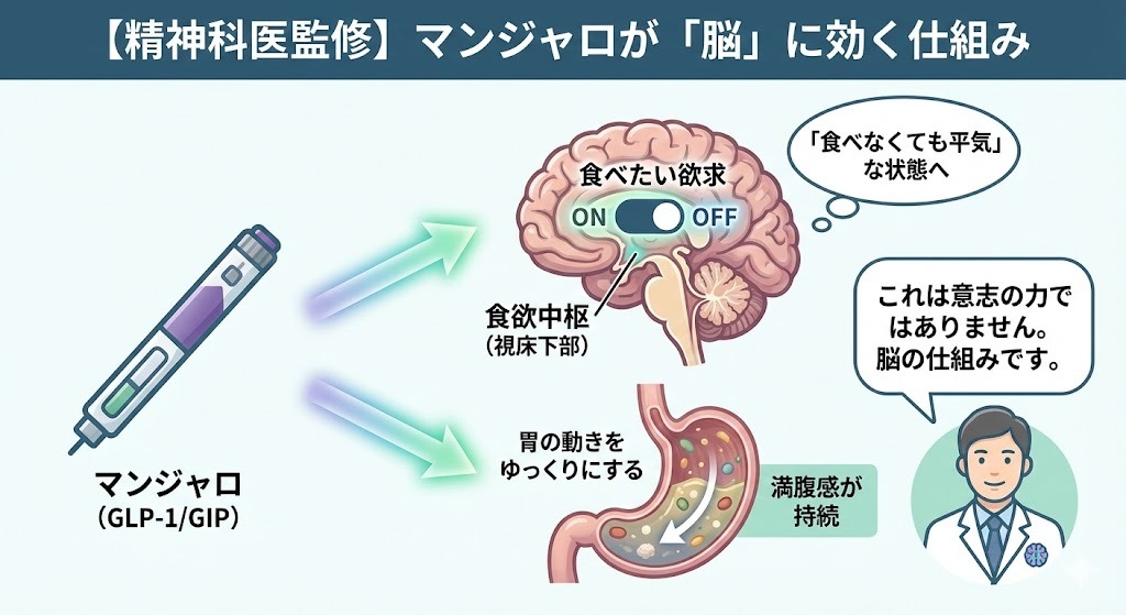 精神科医監修による、マンジャロ（GLP-1/GIP）が脳の食欲中枢と胃に作用する仕組みの解説図。脳の「食べたい欲求」スイッチをOFFにし、胃の動きをゆっくりにすることで満腹感を持続させるメカニズムを図解。「これは意志の力ではありません。脳の仕組みです」という医師のコメントが添えられている。