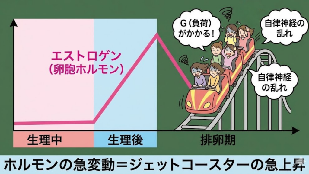 生理後から排卵期にかけてのエストロゲン急上昇をジェットコースターで表現した図。ホルモン変動が自律神経に負担をかける様子を示している