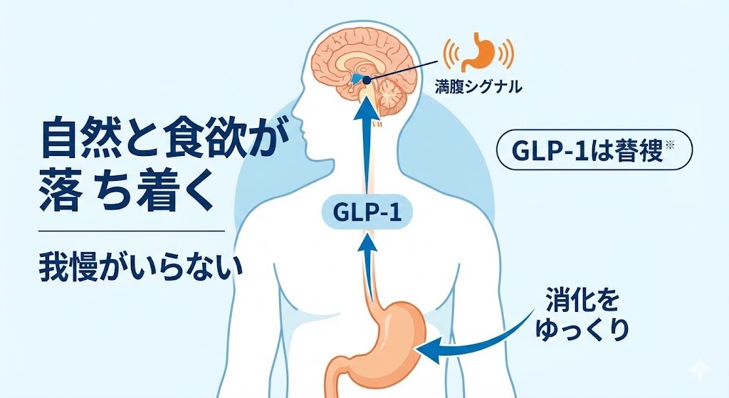 GLP-1受容体作動薬が脳の食欲中枢と胃に作用し、自然と食欲を抑制するメカニズムの図解。