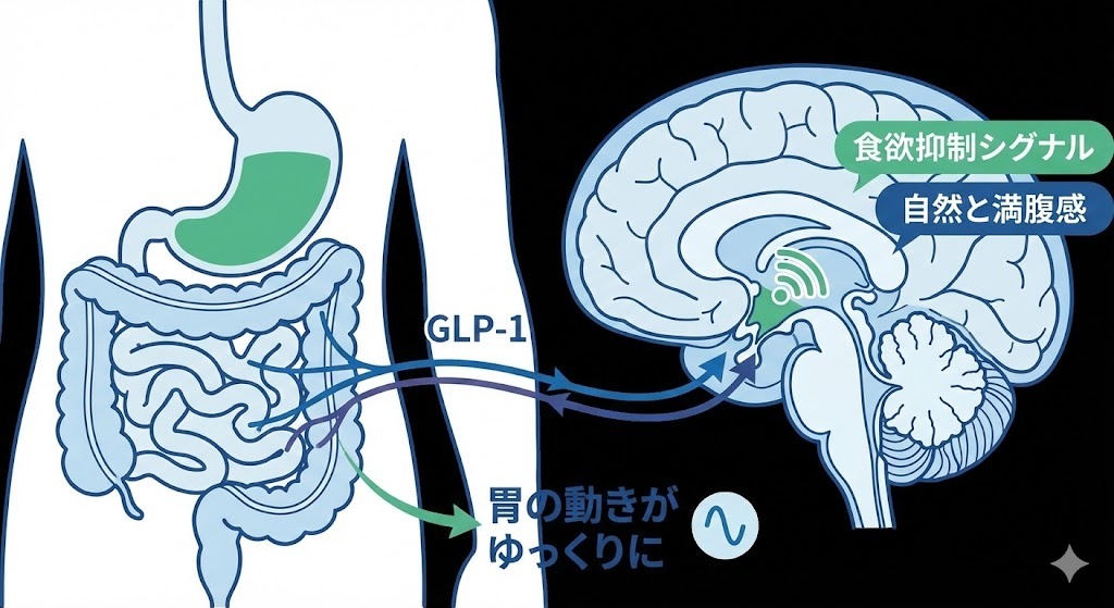 リベルサス(GLP-1)が脳の視床下部に作用し、食欲抑制シグナルを出して自然な満腹感をもたらすメカニズムの図解。胃の動きもゆっくりになる様子が描かれている。