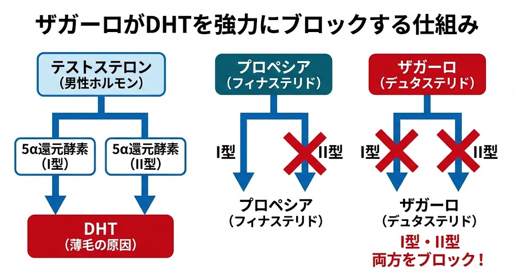 ザガーロ（デュタステリド）が5α還元酵素のI型・II型を阻害し、DHT生成を抑制する仕組みの図解
