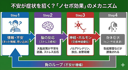 不安や思い込みが身体症状を引き起こす「ノセボ効果」の仕組みを解説した図。情報による不安、脳のストレス反応、神経・ホルモン変化を経てEDなどの症状が生じる流れを示している。