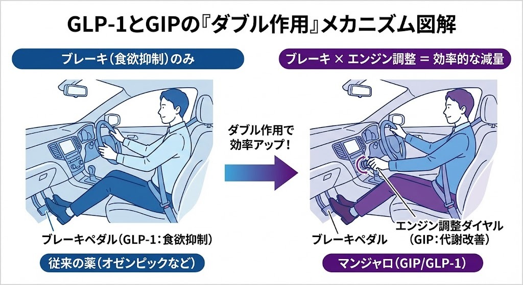 マンジャロ（チルゼパチド）がGLP-1による食欲抑制とGIPによる代謝改善を同時に作用させる仕組みを、車のブレーキとエンジン操作に例えて解説した図