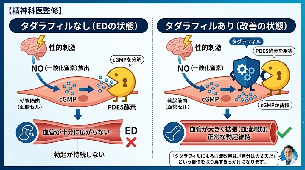 「EDの作用機序図解。性的刺激から勃起に至るまでのNO、cGMP、PDE5酵素の働きと、タダラフィルがPDE5を阻害して血流を改善し、正常な勃起を維持する仕組みの比較図」