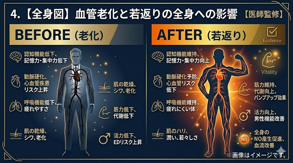 タダラフィル（シアリス）連日服用による血管老化と若返りの全身への影響を示すインフォグラフィック。服用前の全身の老化症状（認知機能低下、動脈硬化、代謝低下、EDリスクなど）と、服用後の全身の若返り効果（認知機能維持、心血管リスク低下、代謝向上、パンプアップ、活力向上）を、全身図とアイコンで詳細に解説。
