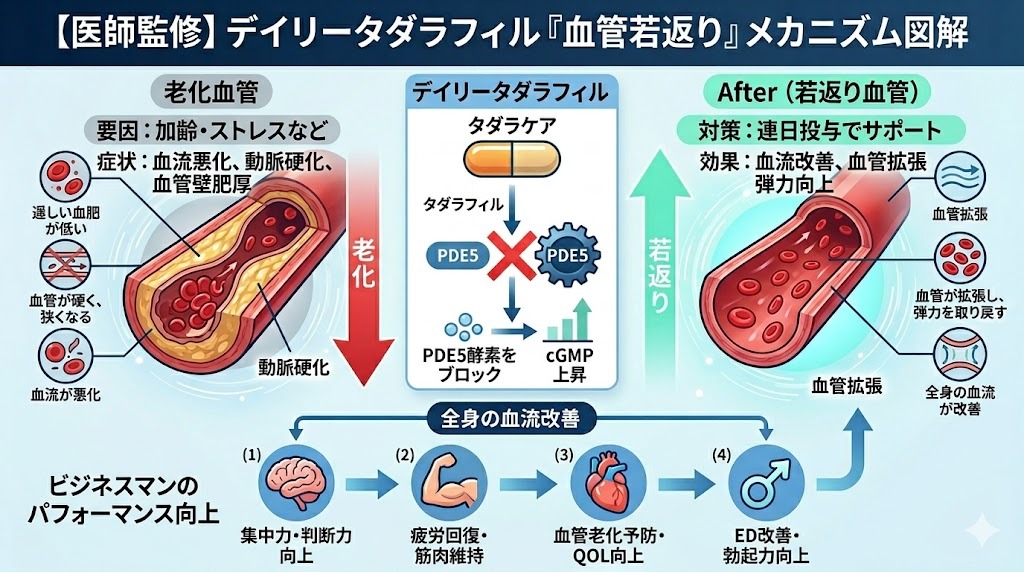 デイリータダラフィルによる「血管若返り」の医学的メカニズム図解。加齢・ストレスで硬くなった血管が連日投与で血流改善し、全身のパフォーマンスが向上する仕組みを比較。